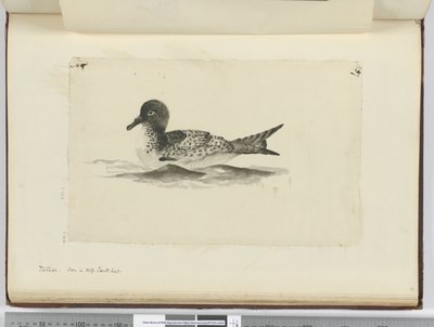Pintado. Gezien in hoge zuidelijke breedtegraad, 1772-75 door Isaac Smith
