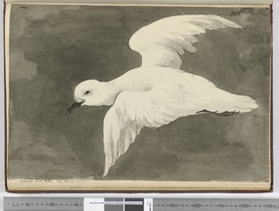 Antarctische witte stormvogel. Gezien op breedtegraad 60 tot breedtegraad 71 Z., 1772-75 door Isaac Smith