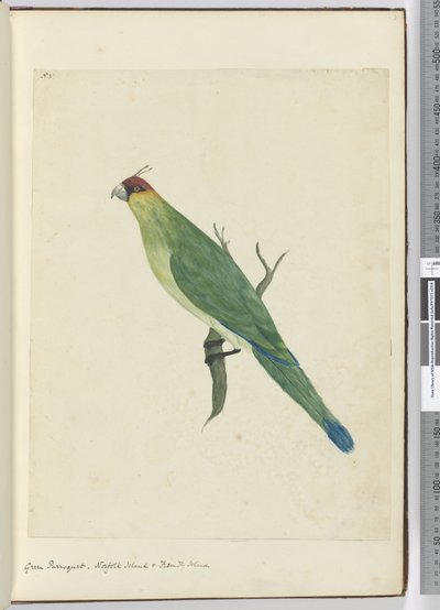 Groene parkiet, Norfolk Island & Vriendelijke Eilanden, 1772-75 door Isaac Smith