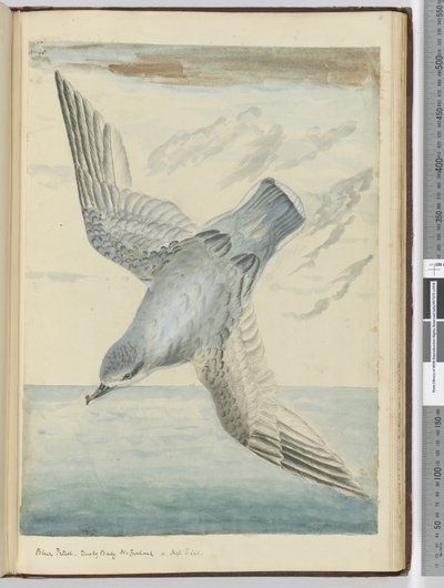 Blauwe stormvogel. Donkere Baai Nieuw-Zeeland. In hoge zuidelijke breedtegraad, 1772-75 door Isaac Smith