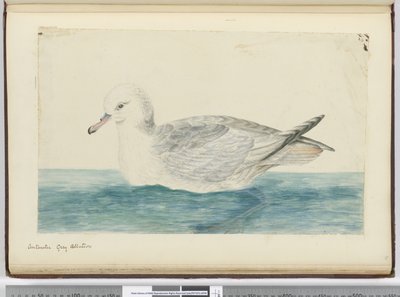 Antarctische grijze albatros, 1772-75 door Isaac Smith