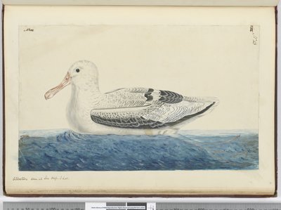 Albatros. Gezien op zee in hoge Z. breedte, 1772-75 door Isaac Smith