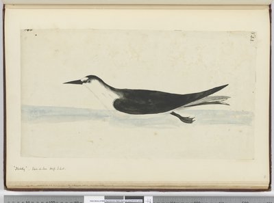 Noddy. Gezien op zee in hoge Z. breedte, 1772-75 door Isaac Smith