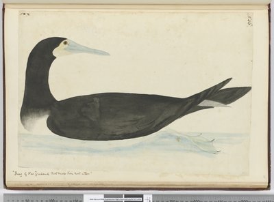 Aalscholver van Nieuw-Zeeland die hun nest in bomen maken, 1772-75 door Isaac Smith