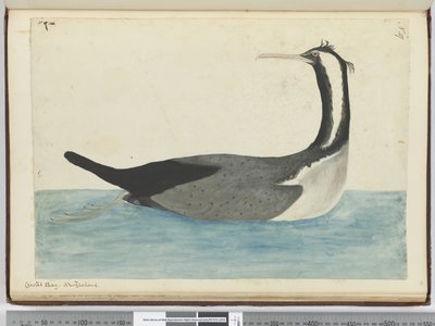 Kuifaalscholver. Nieuw-Zeeland, 1772-75 door Isaac Smith