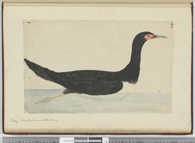 Aalscholver. Nieuw-Zeeland & Staten Island, 1772-75 door Isaac Smith