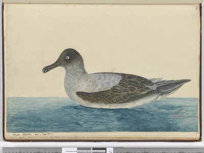 Kleine albatros gezien in breedte 65 Z., 1772-75 door Isaac Smith