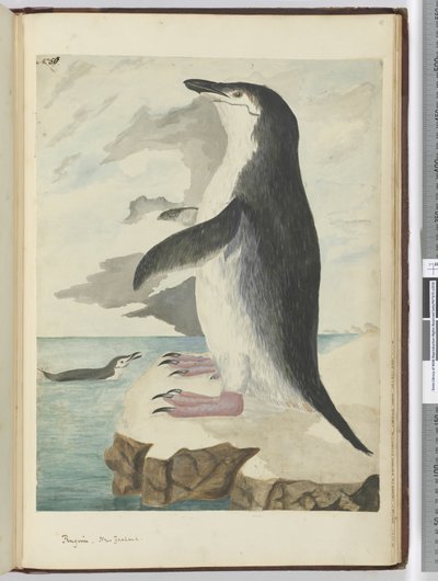 Pinguïn. Nieuw-Zeeland, 1772-75 door Isaac Smith