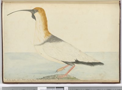 Een nieuwe wulp. Gezien op Staten Island Tierra del Fuego jan. 1774, 1772-75 door Isaac Smith