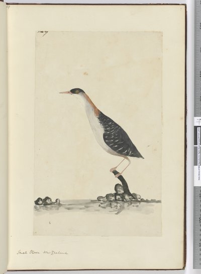 Kleine plevier, Nieuw-Zeeland, 1772-75 door Isaac Smith
