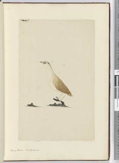 Kleine plevier, Nieuw-Zeeland, 1772-75 door Isaac Smith