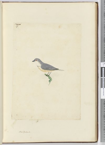 Onbekende Nieuw-Zeelandse vogel, 1772-75 door Isaac Smith
