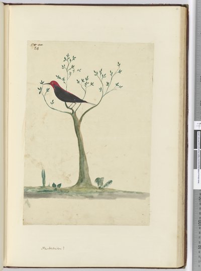 Nieuwe Hebriden?, 1772-75 door Isaac Smith