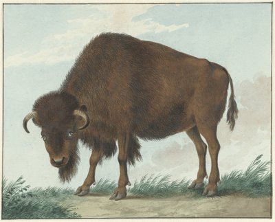 Bison door Isaac van Haastert