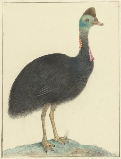 Kasuaris door Isaac van Haastert