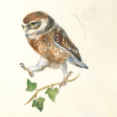 Een vastberaden uil door Isabelle Brent