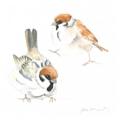Jonge mussen door Isabelle Brent