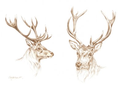 Tekening van een majestueus hert door Isabelle Brent