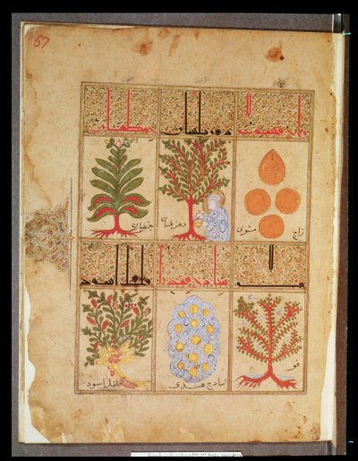 Ms. Arabe 2964 fol.57 Geneeskrachtige planten voor de theriak, uit Verhandeling over Theriak na Galien, 1217 door Islamic School