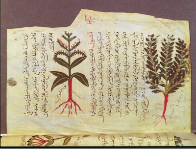 Planten uit een verhandeling van Dioscorides, 13e eeuw door Islamic School