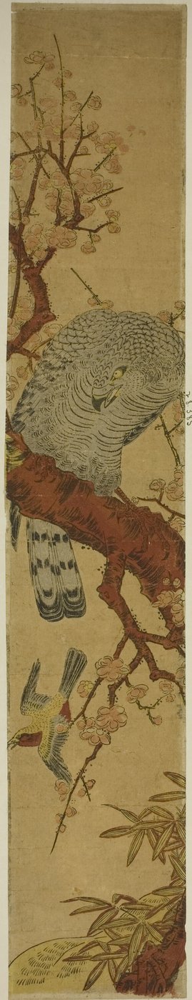 Havik op Pruimen Tak Kijkt naar Vluchtende Vogel door Isoda Koryusai