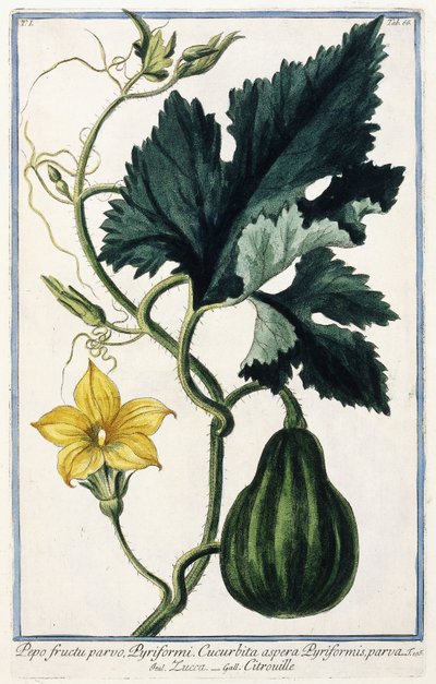 Een Pompoen, 1772-1784 door Italian School