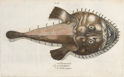 Een Padvis, illustratie uit 