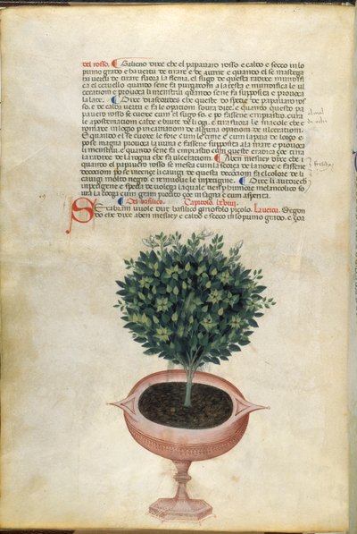 Een basilicumplant in een pot, illustratie uit 