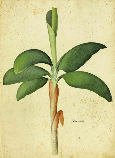 Acorus calamus door Ulisse Aldrovandi door Italian School