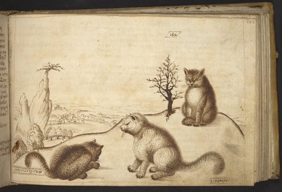 Add. 82955, f.183 Wilde katten (