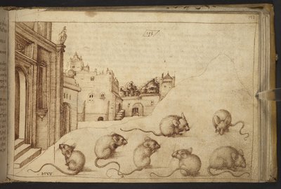 Muizen (