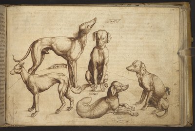 Honden van verschillende rassen (