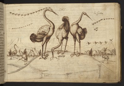 Kraanvogels (