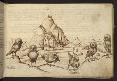 Vogels (