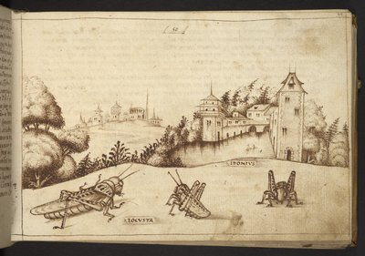 Sprinkhanen die een hoge plant eten, uit Historia Animalium door Italian School