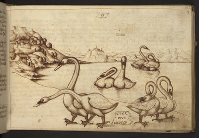 Add. 82955, f.57 Zwanen (