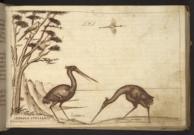 Reiger (