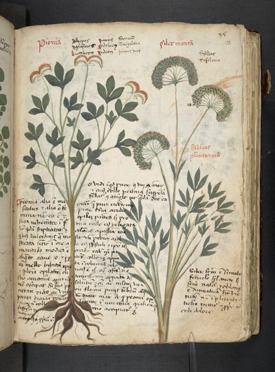 Een kruidenboek, Belluno door Italian School