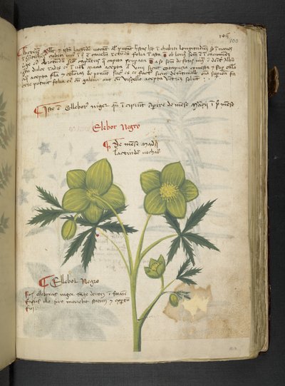 Een kruidenboek, Belluno door Italian School