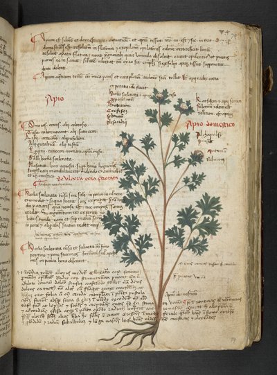 Een kruidenboek, Belluno door Italian School