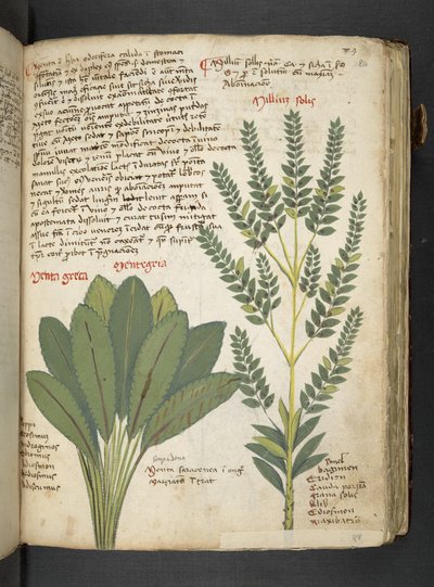 Een kruidenboek, Belluno door Italian School