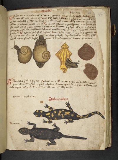 Chiocciole en Salamandra, uit 