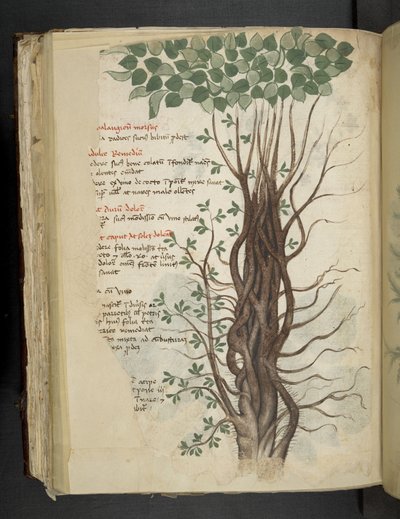 Add MS 41623 f.110v Mangroveboom, uit 