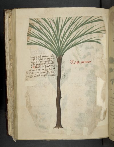 Tarro Arboro, uit 