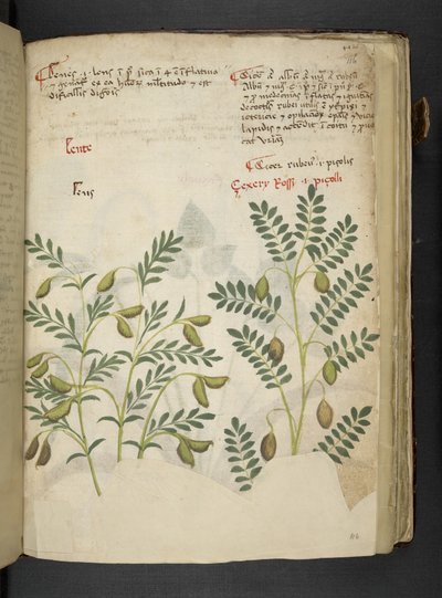 Add MS 41623 f.116r 