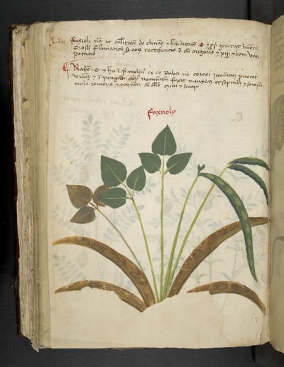 Een kruidenboek, Belluno door Italian School