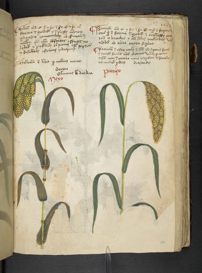 Een kruidenboek, Belluno door Italian School
