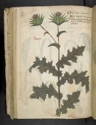 Distel, een kruidenboek, Belluno door Italian School