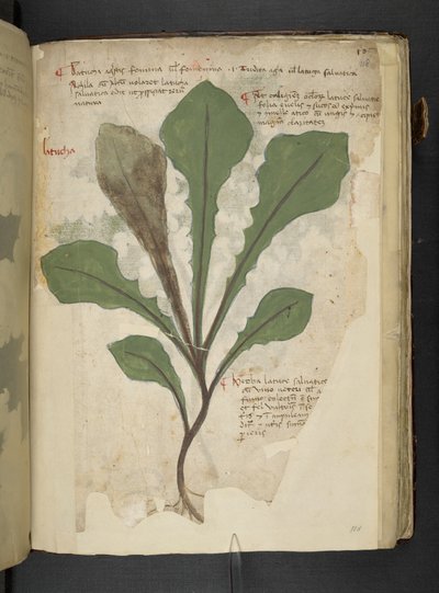 Add MS 41623 f.118r 