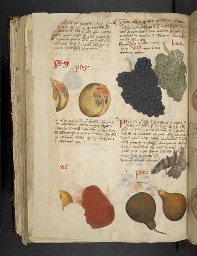 Fruits, uit 